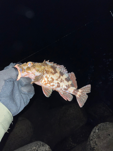 カサゴの釣果