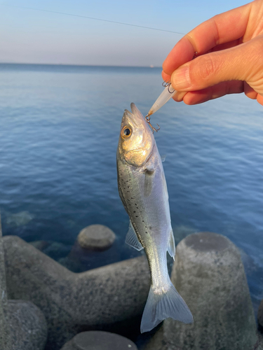 セイゴ（ヒラスズキ）の釣果