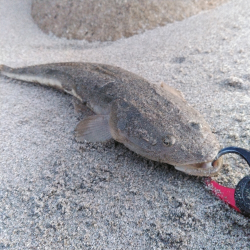 マゴチの釣果