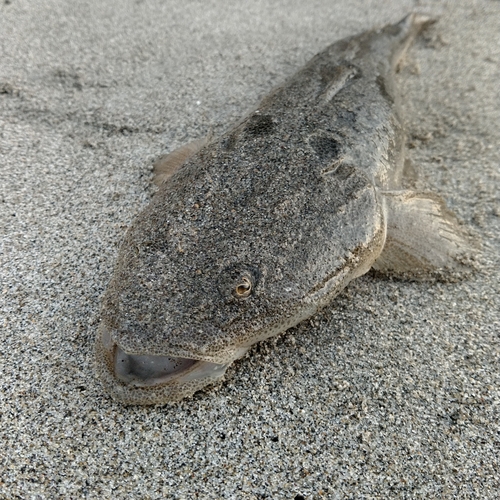 マゴチの釣果