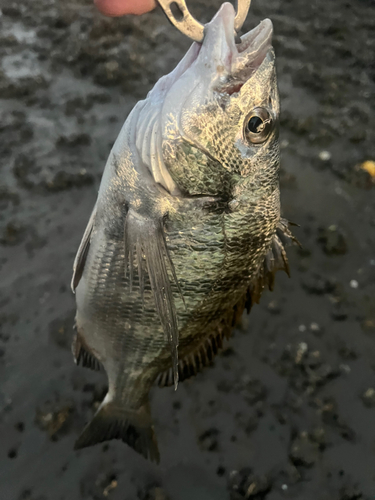 メイタの釣果