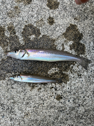 キスの釣果