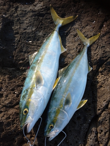 ハマチの釣果