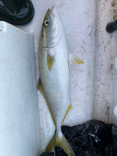 ハマチの釣果