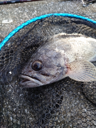 クロソイの釣果