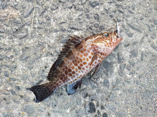 オオモンハタの釣果