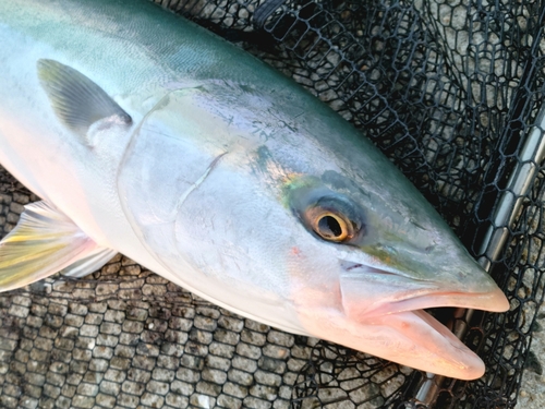 メジロの釣果