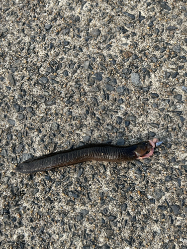 ギンポの釣果