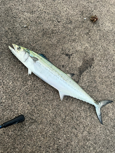 サゴシの釣果