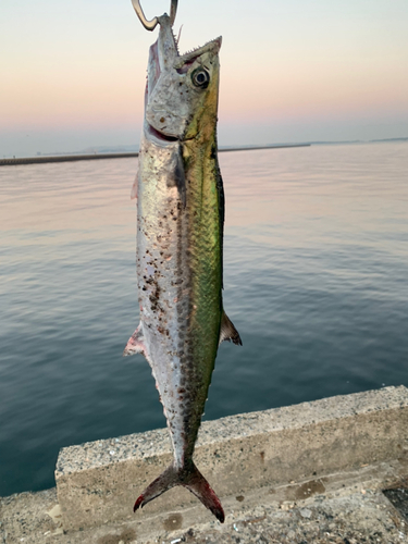 サゴシの釣果