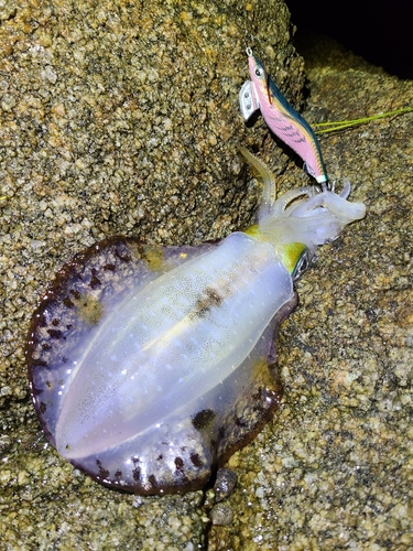 アオリイカの釣果