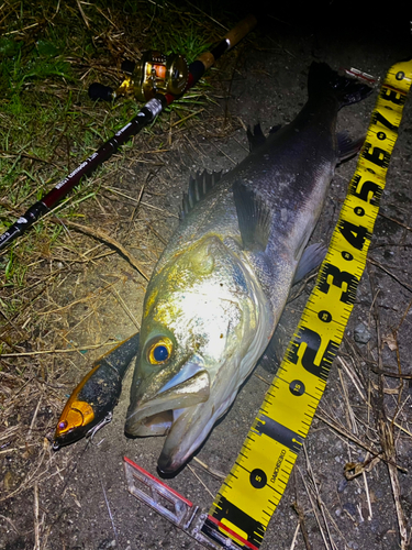 シーバスの釣果