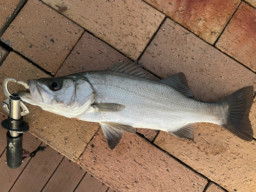 ハクラ（ヒラスズキ）の釣果