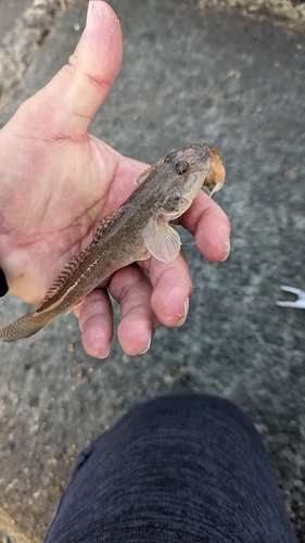 マハゼの釣果