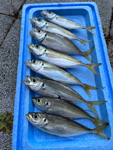 アジの釣果