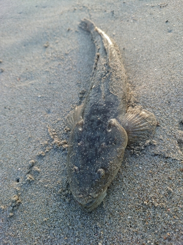 マゴチの釣果