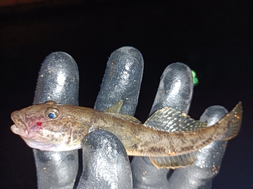 マハゼの釣果