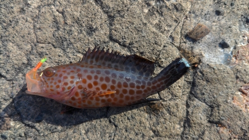 オオモンハタの釣果