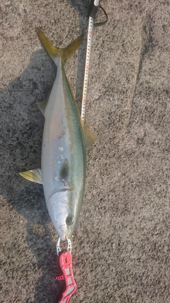 メジロの釣果