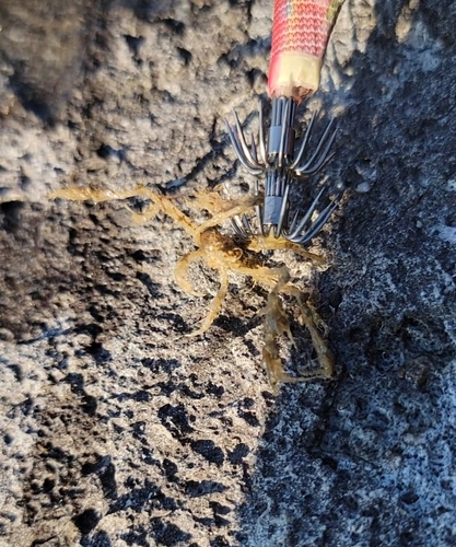 カニの釣果