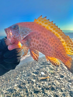 オオモンハタの釣果