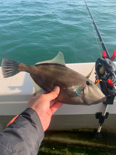 ウマヅラハギの釣果