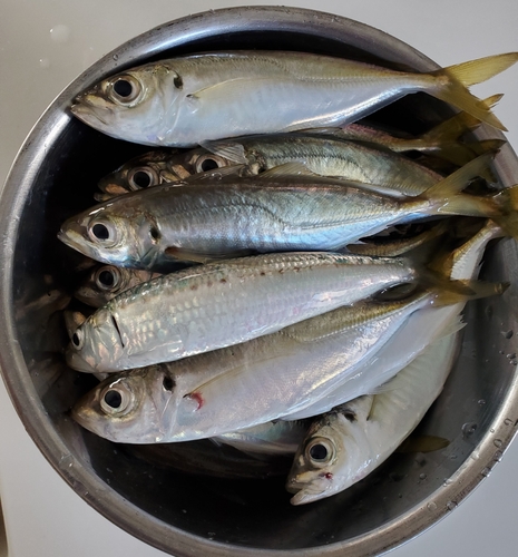 アジの釣果