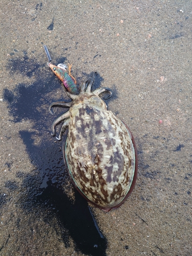 モンゴウイカの釣果