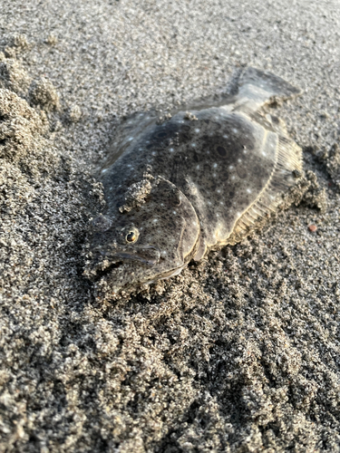 ソゲの釣果