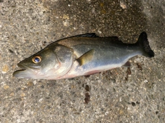 セイゴ（マルスズキ）の釣果