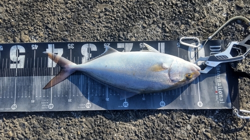 ショゴの釣果