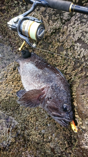 マゾイの釣果