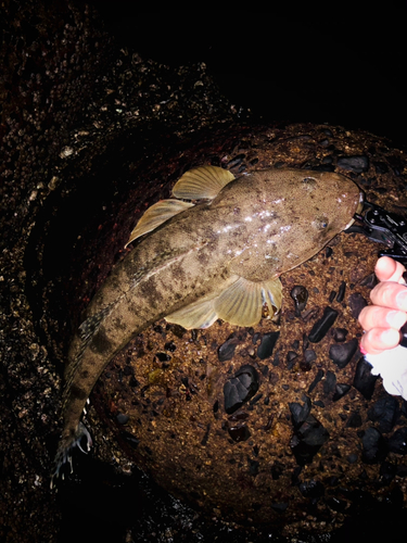 マゴチの釣果