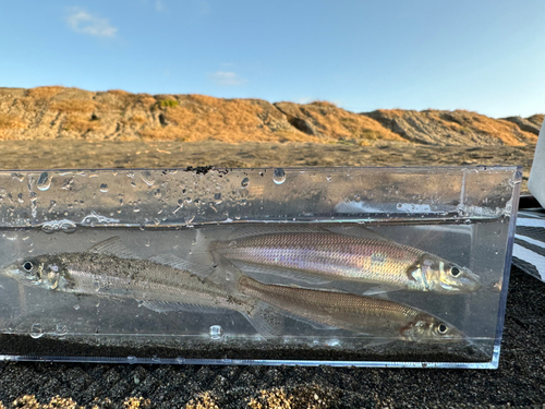 シロギスの釣果