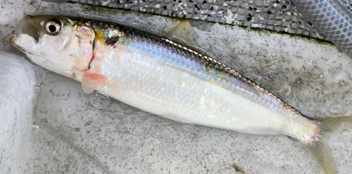 コノシロの釣果