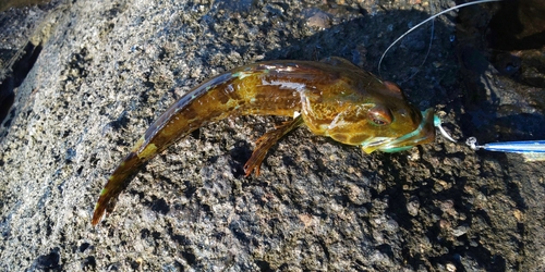 アナハゼの釣果