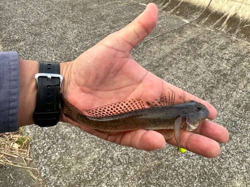 ハゼの釣果