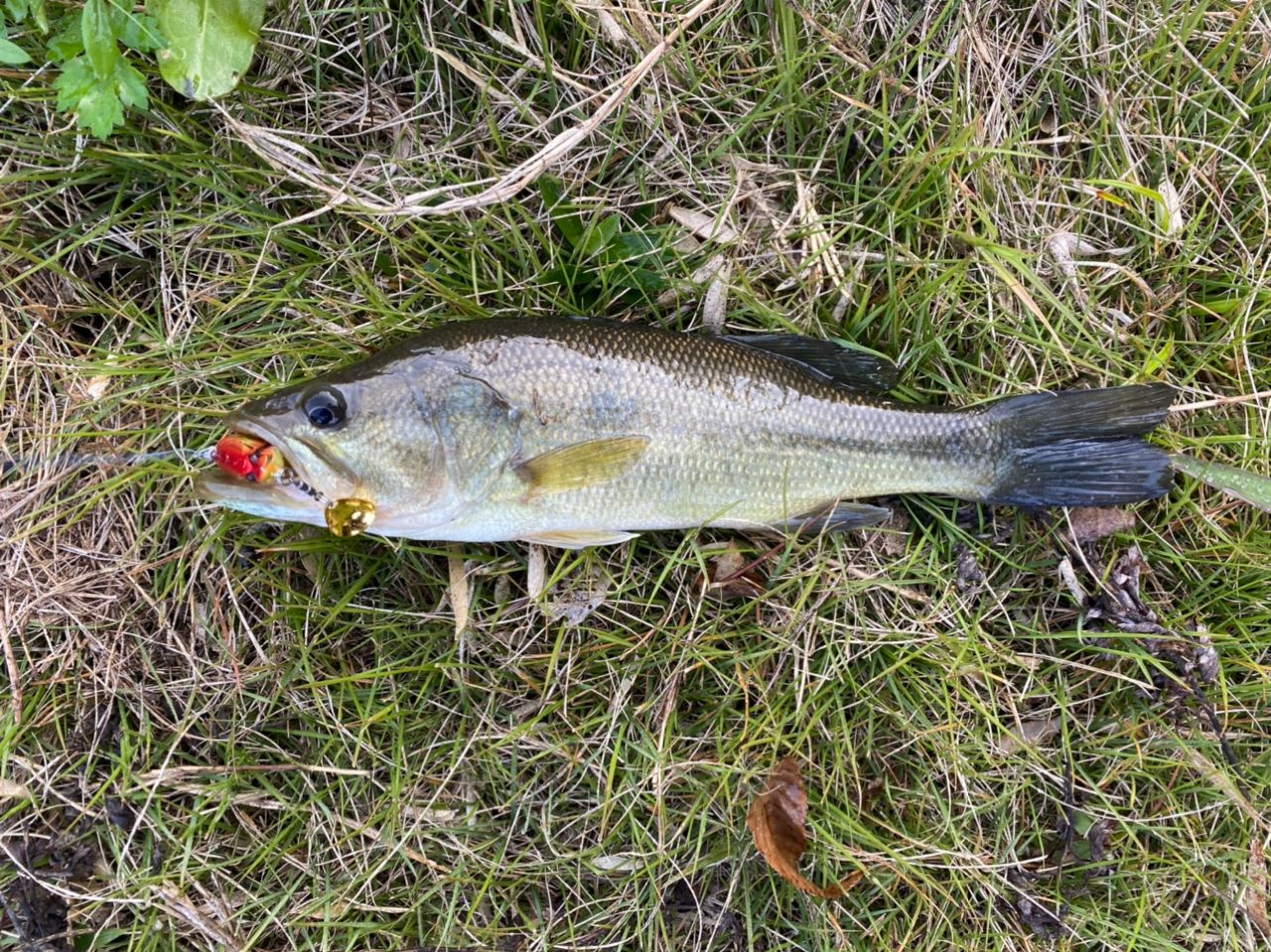 ブラックバスの釣果写真