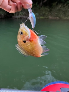 ブルーギルの釣果