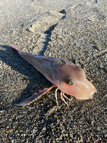 ホウボウの釣果