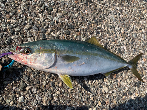 フクラギの釣果