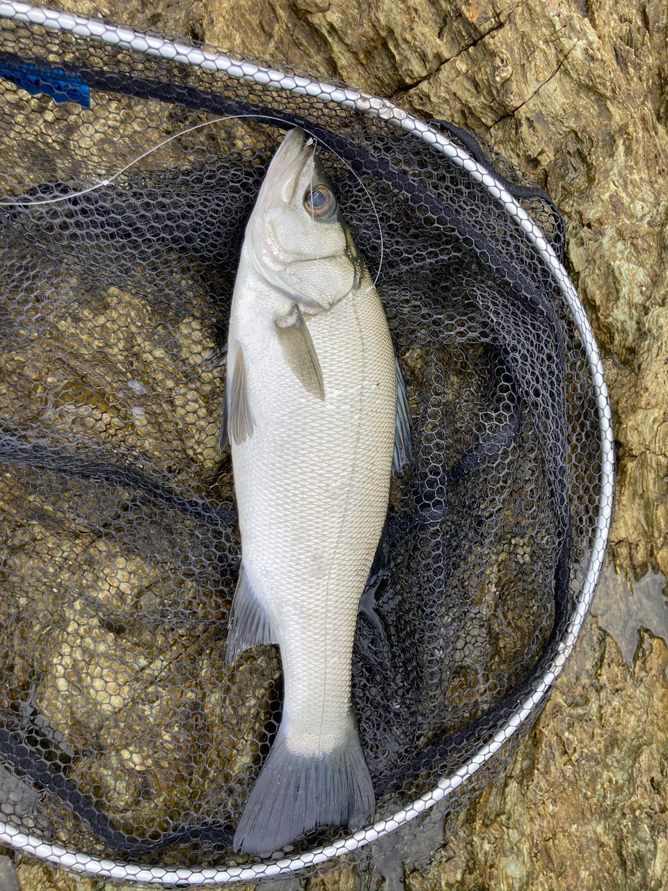 ☆Fishing Film@長崎☆さんの釣果 3枚目の画像