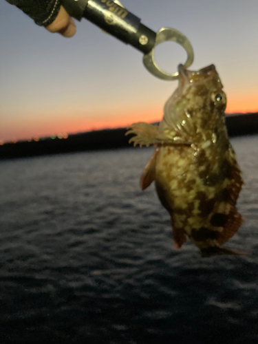 カサゴの釣果