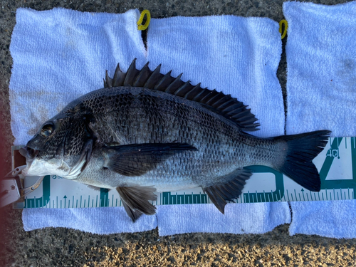 チヌの釣果