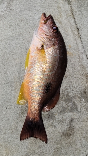 クロホシフエダイの釣果