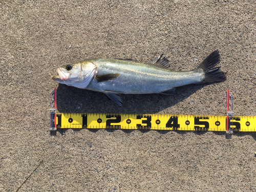 フッコ（マルスズキ）の釣果