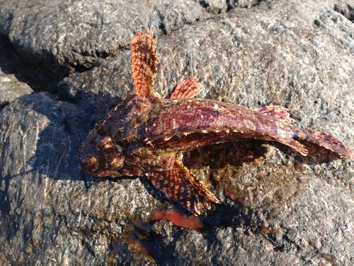 オニカサゴの釣果