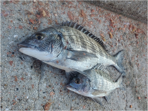 チヌの釣果