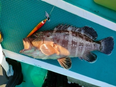 マハタの釣果