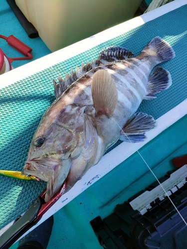 マハタの釣果